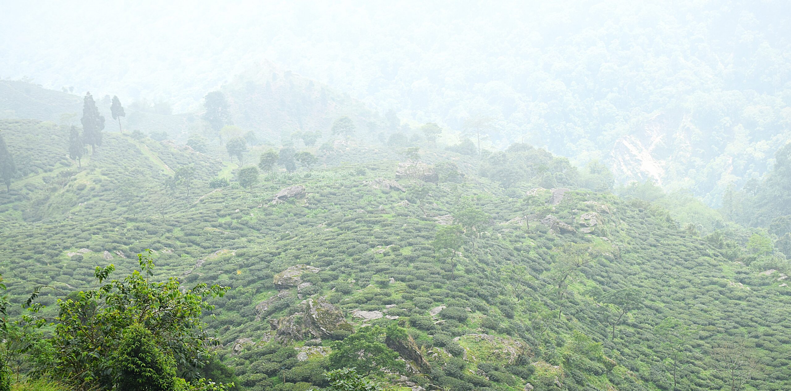 受保護的內容: 夜光白玉 製程解析